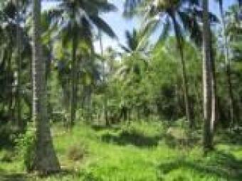 LAND  FOR TOURISAM IN SRI LANKA Rakwana
