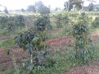 Plot of coffee farm in Pakxong Pakxong