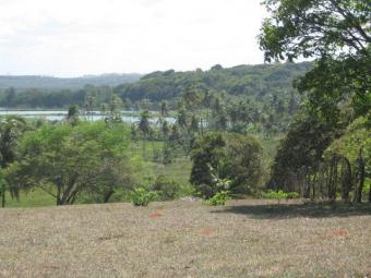 Magnificent coconut farm 22hect Natal
