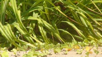 Land with Sea front Tangalle