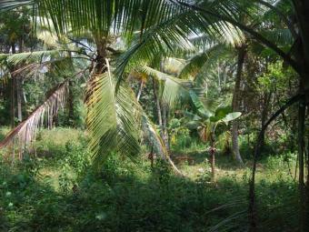 62.5P Prestigious Flat Bare Land Ahangama