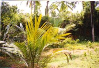 Plot for Sale in Vattiyoorkavu, Thiruvananthapuram