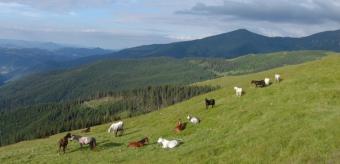 we are searching for investors Bukovina
