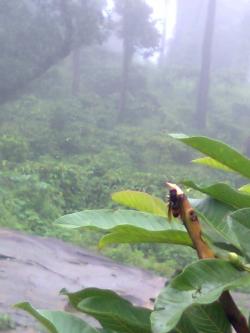 GREEN MOUNTAIN RESORTS WAYANAD Meppadi