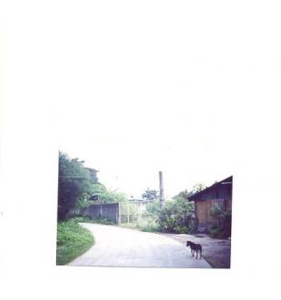 HOUSE & LOT PILA, LAGUNA Pila
