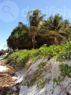 2.8 Acre Clean sand Beach Plot Vipingo