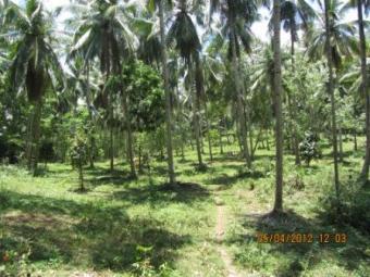 Coconut Estate For Sale Mawathagama