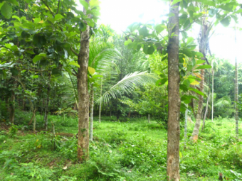 Residential Land in Pazhnana Thrissur