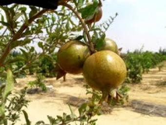 Opportunity to own a farm Cairo