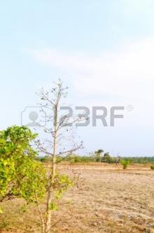 paddy field for sale in gampaha Gampaha
