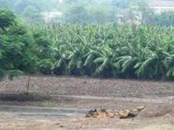 banana land for sale Buea
