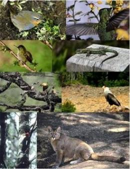 10 HECT NATURE LAND Puerto Varas