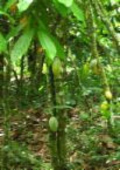 cocoa plantation Beijing