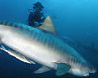 Scuba Diving Business For Sale i Shelly Beach