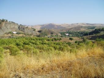 Country land in South Spain Malaga