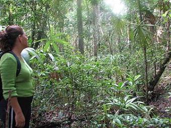 70 Acres in Iguana Creek San Ignacio