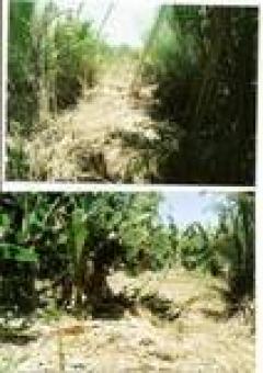 RESORT COMMERCIAL OR SUBDIVISION Paraiso San Jose Tacloban City