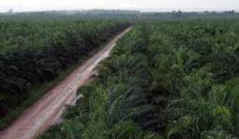 Palm oil farmland for sale Yaounde