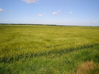55,000 m2 quality farmland Near Varna