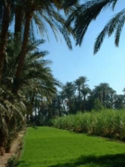 LAND FOR SALE Luxor