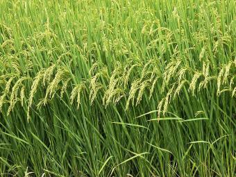 commercial lot for sale Gingoog