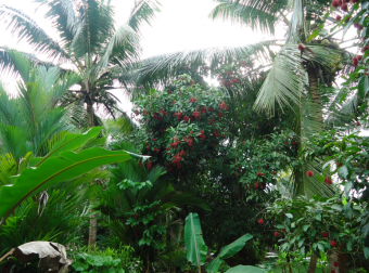 rambuttan,coconut land for sale Hunwella, Colombo