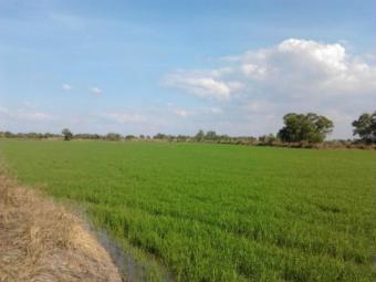 Land 37 rai THAILAND Nakhon Nayok