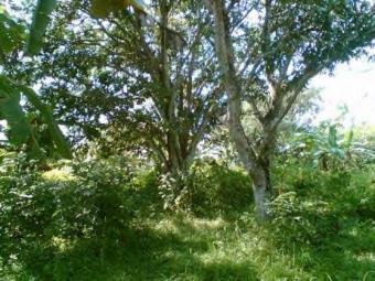 FOR SALE MANGGO FARM Davao