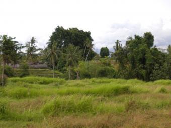 serene and natural land in bali Bali