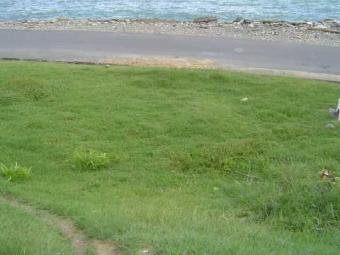 Beach front lot going cheap Scarborough