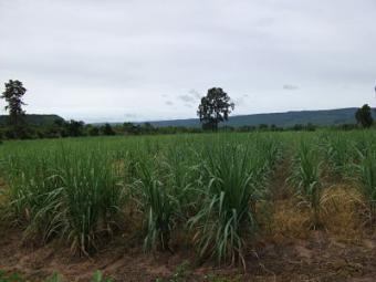 Farm Land For Sale Nakhon Ratchasima