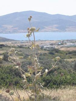 A19 SCOPASREALESTATE Paros