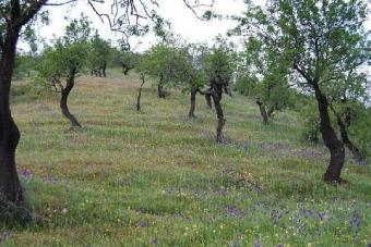 200064-spain-malaga  finca Casabermeja