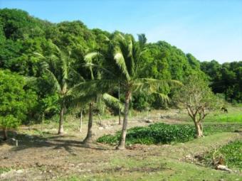 Mango Orchard and Fish Ponds Jala Jala, Rizal