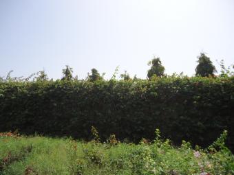 Half acre plot for sale Nyali Mombasa