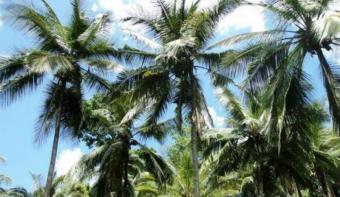 Residential Land Kurunegala