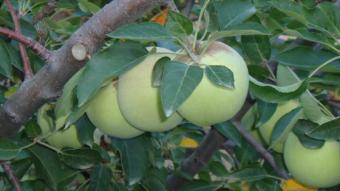 selling land with apple trees Tecate