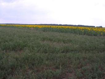 MAGNIFICENT AGRICULTURE PLOT Balchik