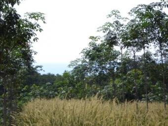 West Coast Sea View Land Ko Lanta Yai