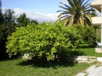 VALLE ROMANO GOLF Estepona
