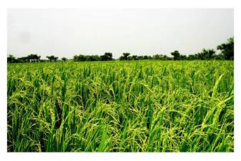 Paddy Land sell in karadiyannar Batticaloa