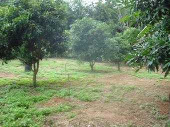 1 Rai (1,600 sqm) Building Plot Ko Lanta Yai