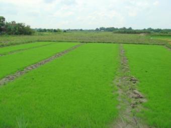 PAMPANGA FARM LOT FOR SALE Sta. Rita   Pampanga