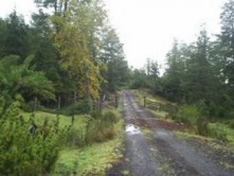 FOREST FARM OPORTUNITY 1.176 ACR Lago Ranco