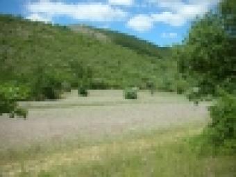 4988-LAND FOR TRUFFLE PRODUCTION Carapelle Calvisio