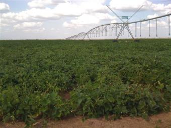Irrigation farm Barreiras