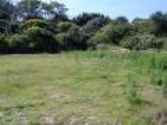 a land contianing palmsand cocoa Buea