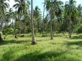 Commercial Land Negombo