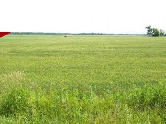 LAND FOR CULTAVATION AND HOUSING Buea