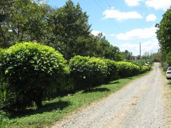 FS: LOT  AT SOUTH OF DAVAO City Davao